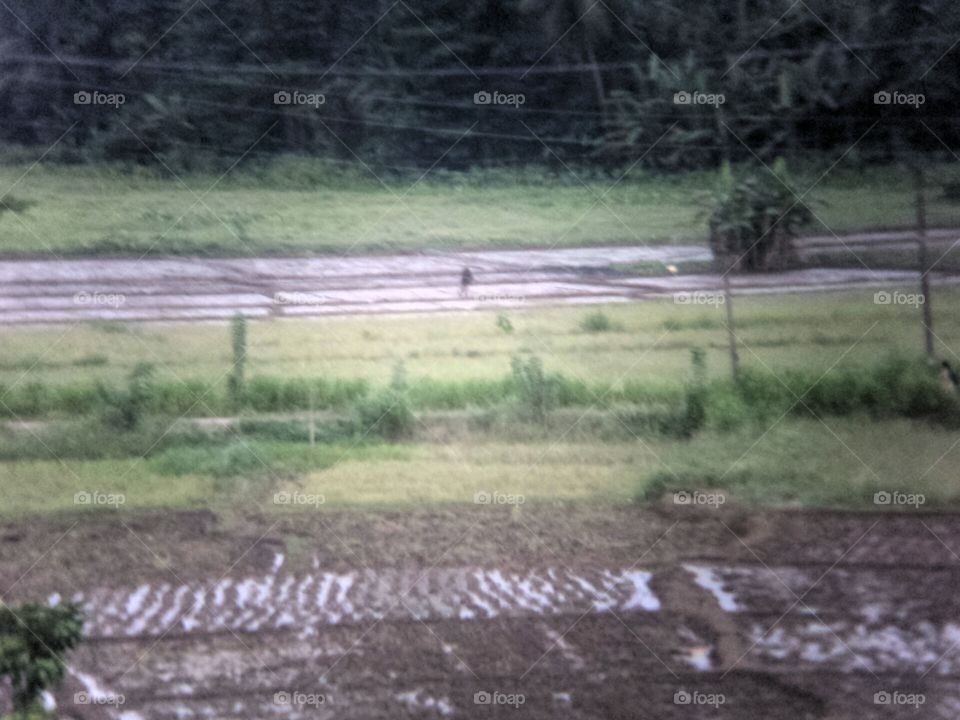 Paddy field