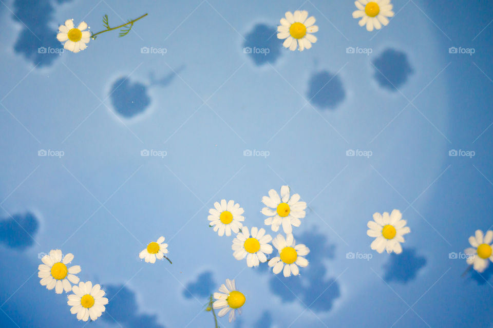 Close-up of small and beautiful daisies in a blue bowl with transparent water and shadow at the bottom of the bowl.
