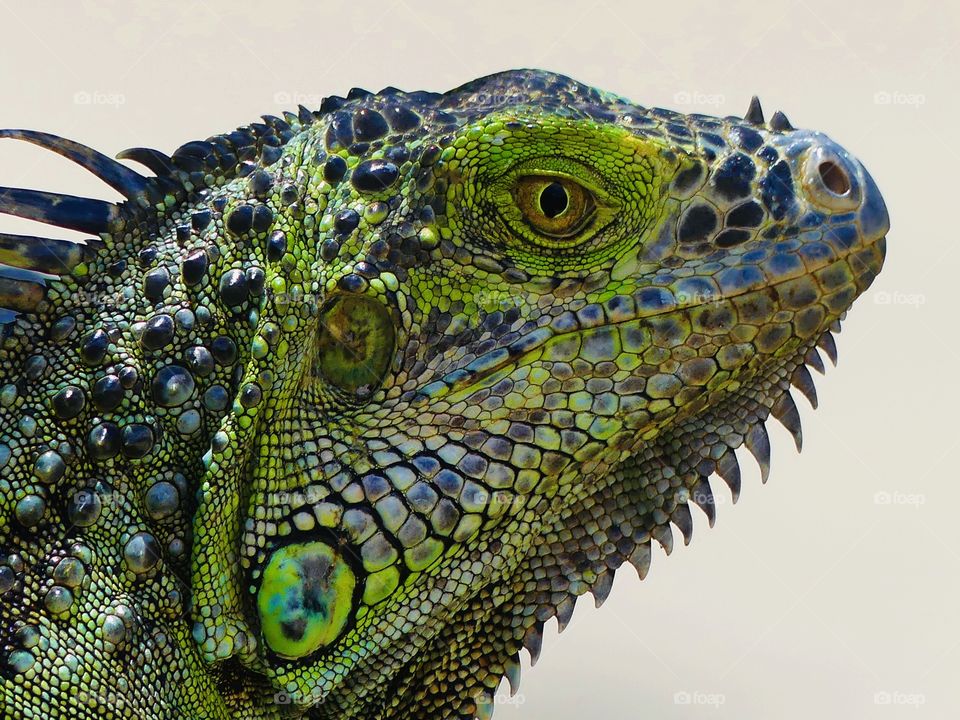 
World in macro - The green iguana, also known as the American iguana, is a large, arboreal, mostly herbivorous species of lizard of the genus Iguana. Usually, this animal is simply called the iguana. Photo taken in Miami, Florida. 