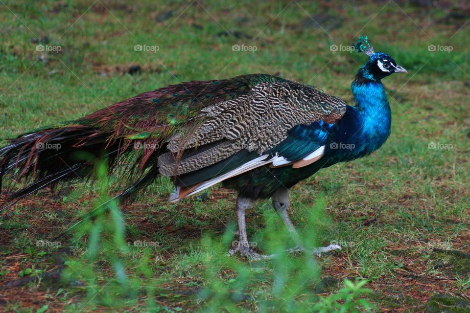 Beautiful peacock