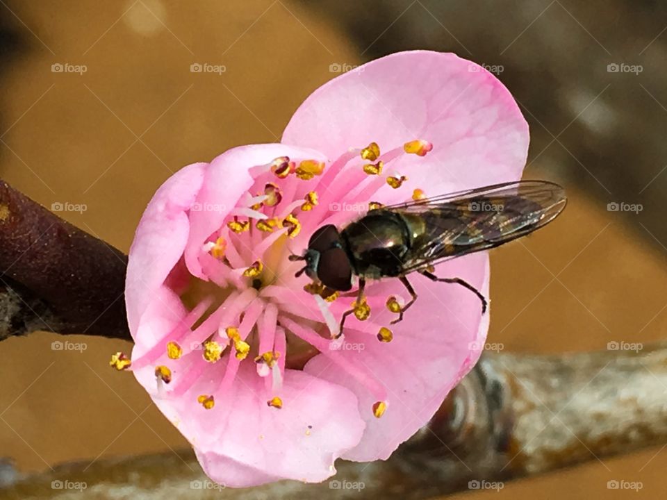 Bee collecting pollen from a pink nectarine fruit tree blossom in spring closeup Australian 