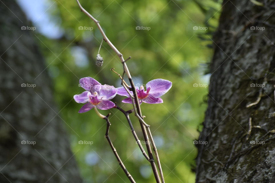 Orchids