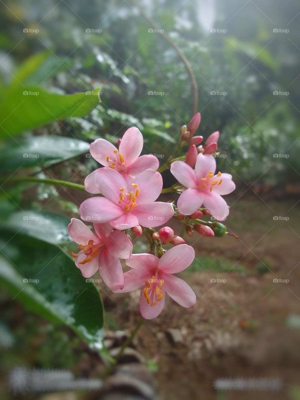 Beautiful flower sri lanka