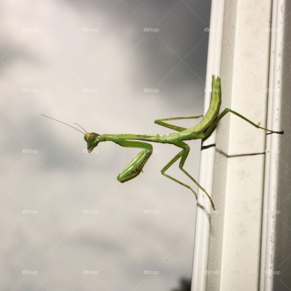 Praying Mantises 