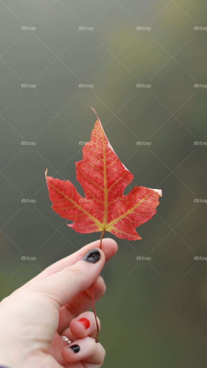 maple leaf