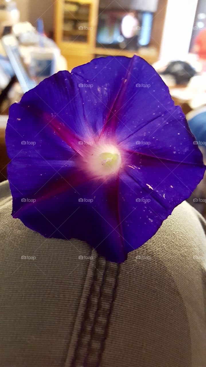 Purple Petals 