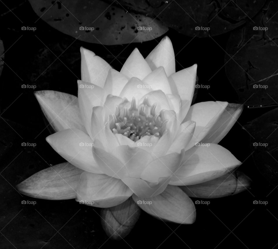 Black and white of a waterlily.