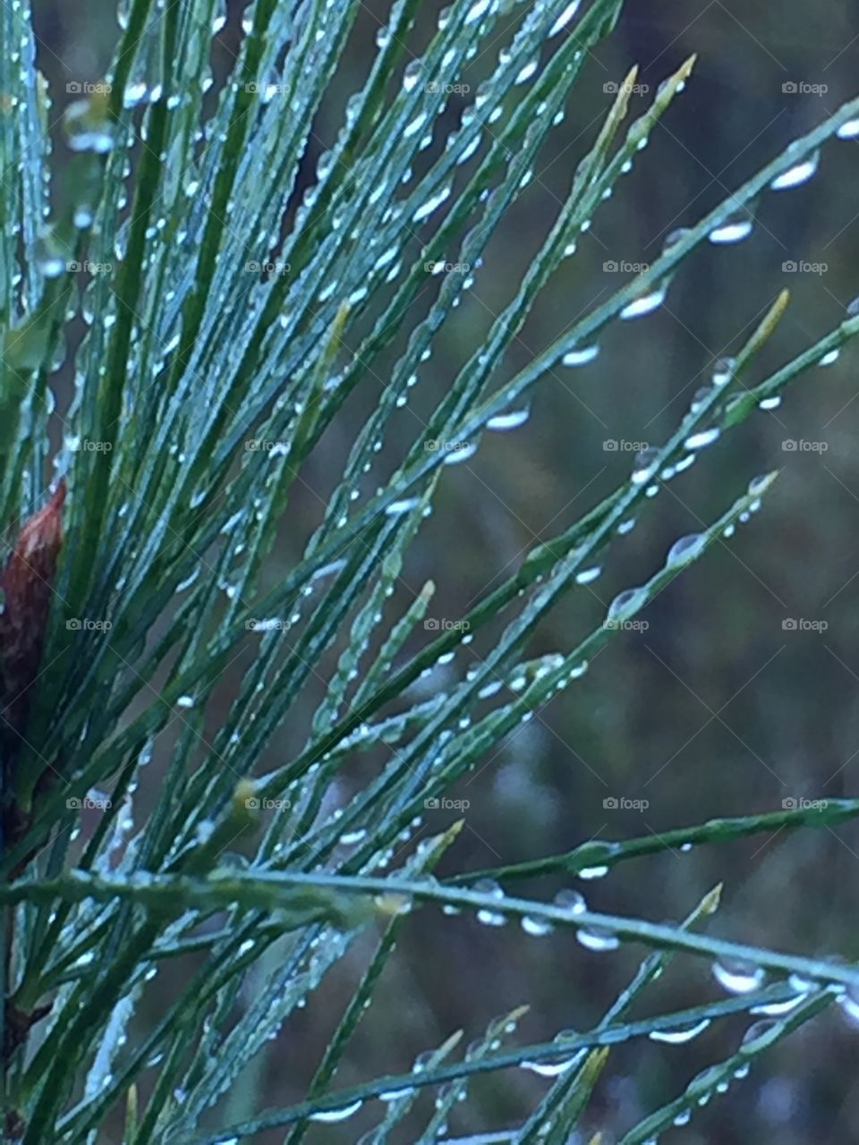 Dew Drops on Pine