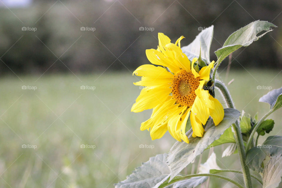 Sunflower