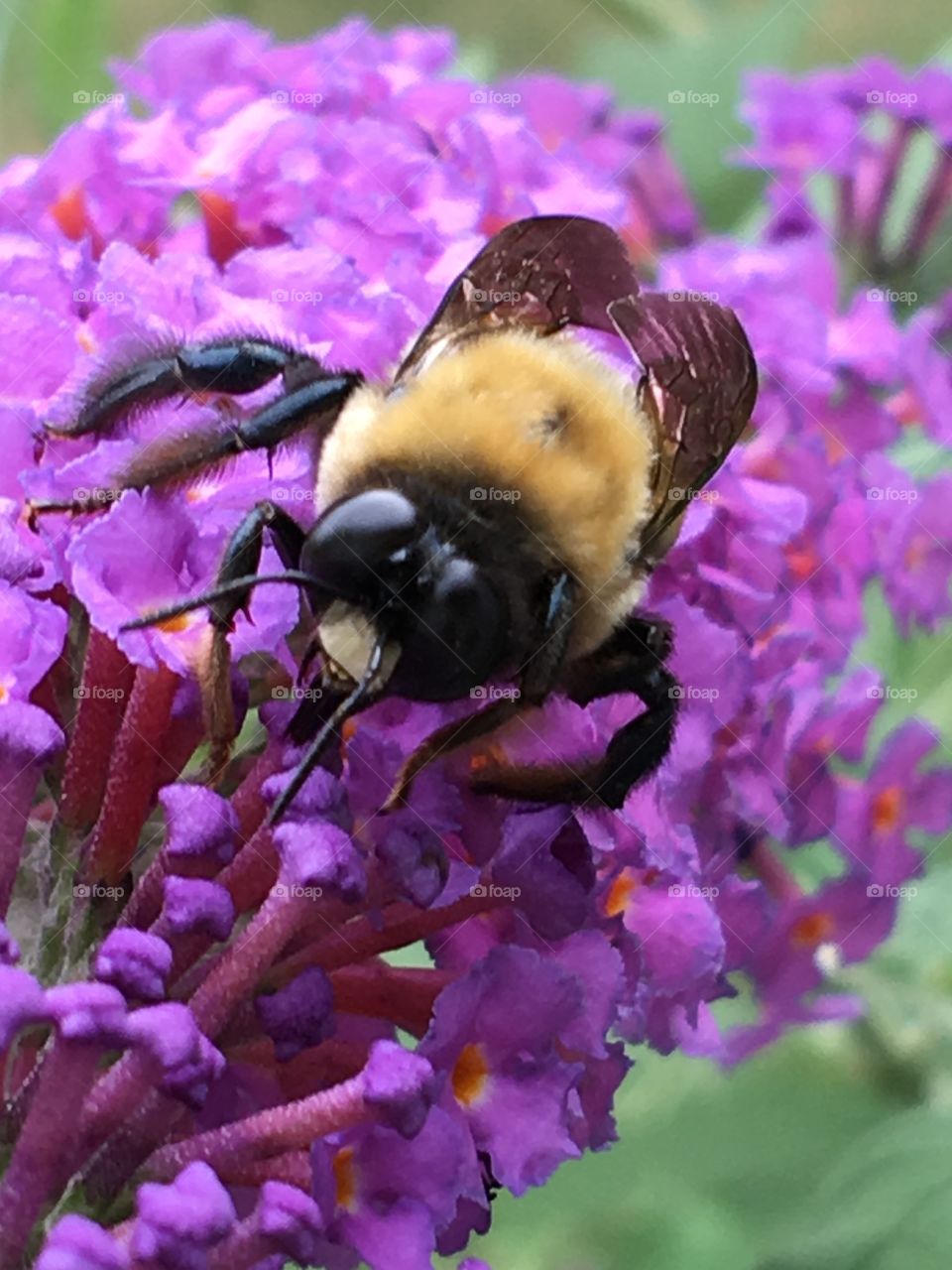 Bumblebee pollinating on purple flower