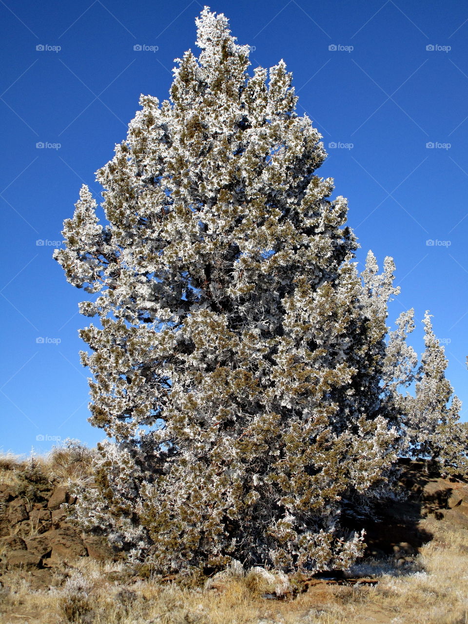 A tall juniper tree on a hill with winter frost on a sunny day in Central Oregon. 