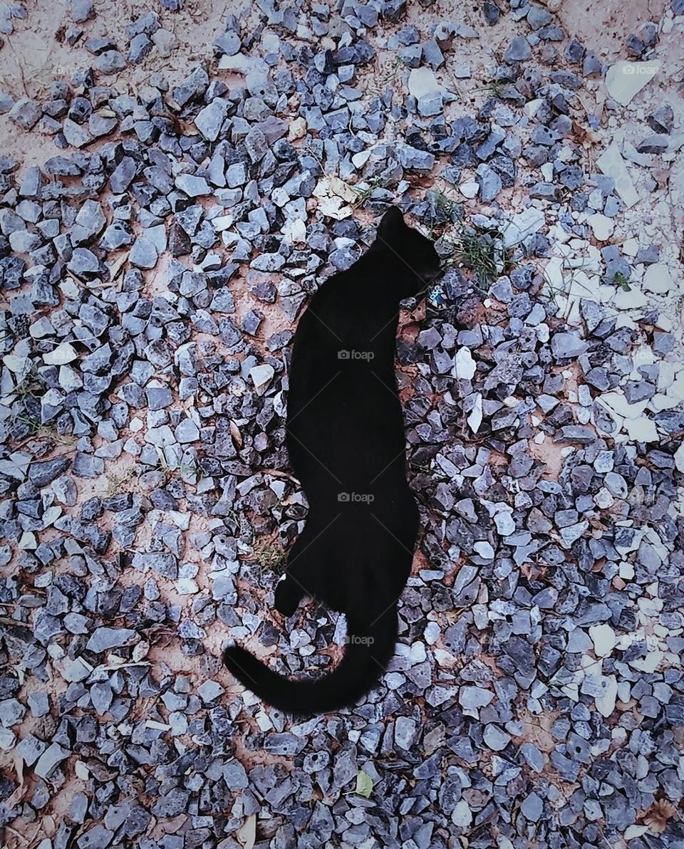 My black cat is searching for something.