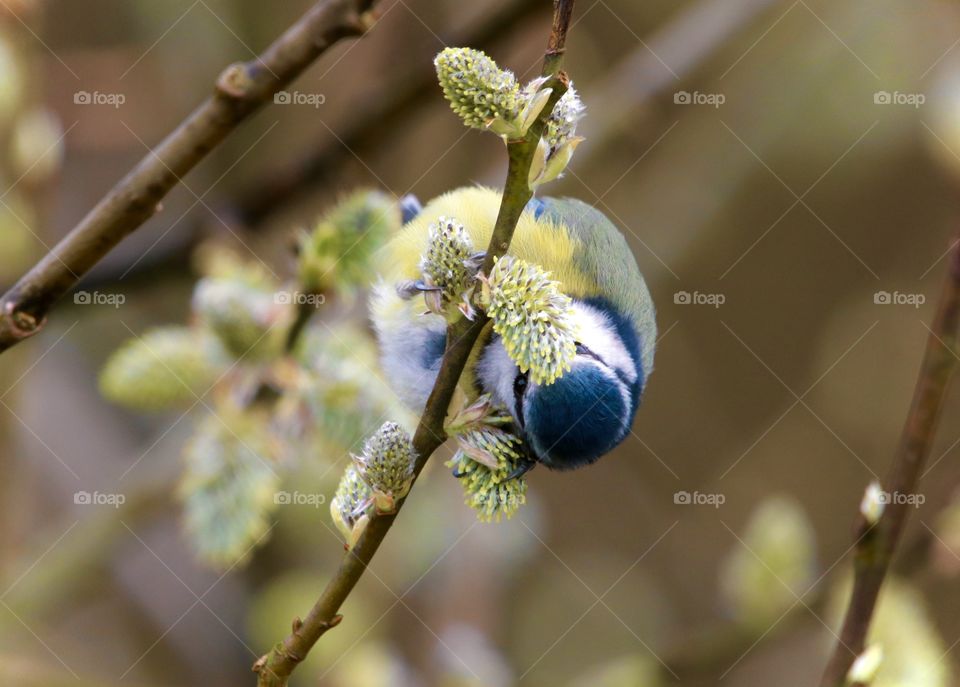 Blue Tit 