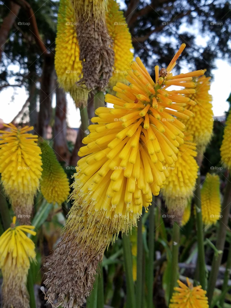 Exotic flowers