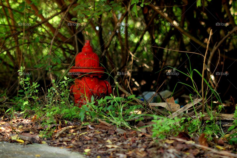 Red Fire Hydrant