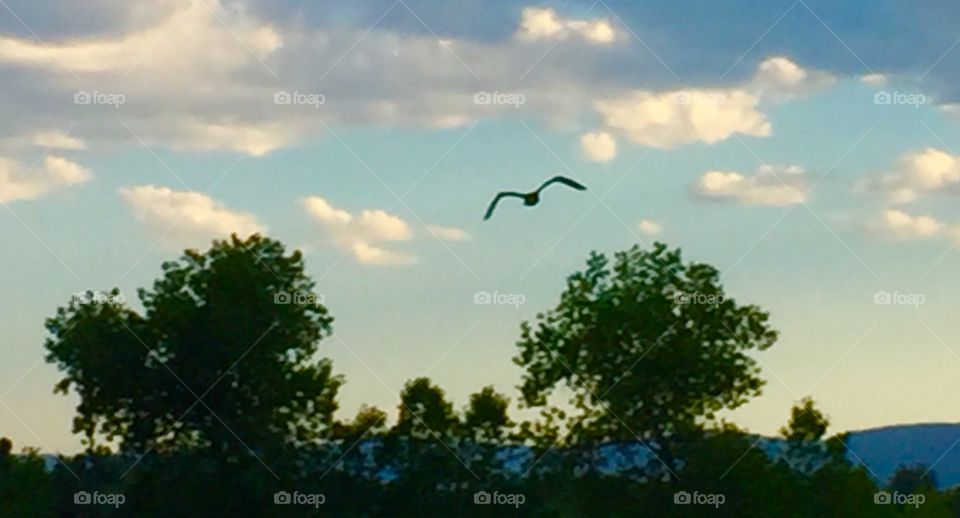 Cormorants in flight