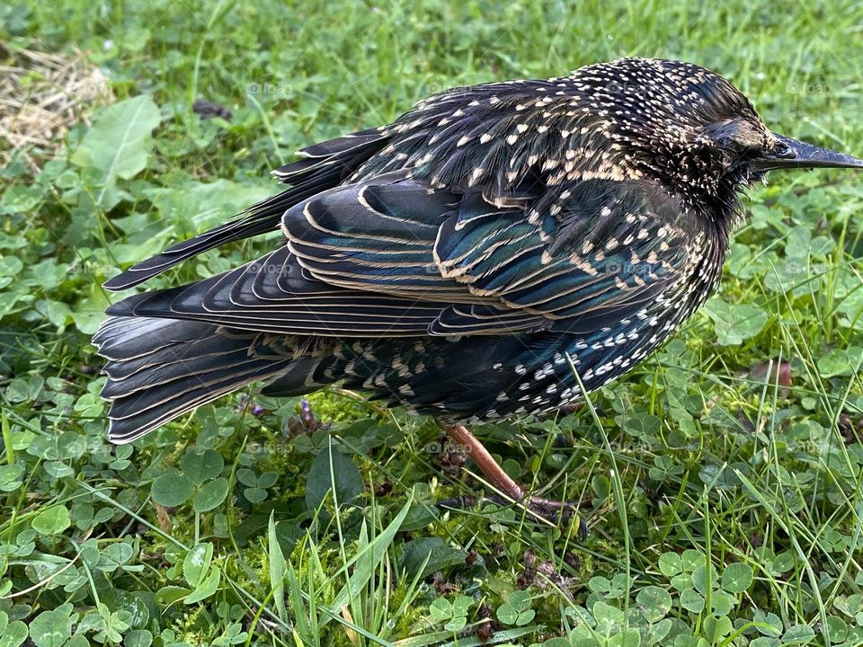 A close up of a starling