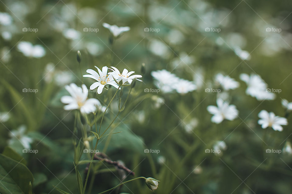 First flowers 