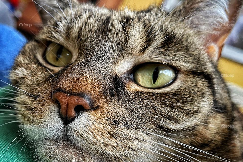 Close up full frame photo of a mackerel tabby cat face who is gazing at camera. 