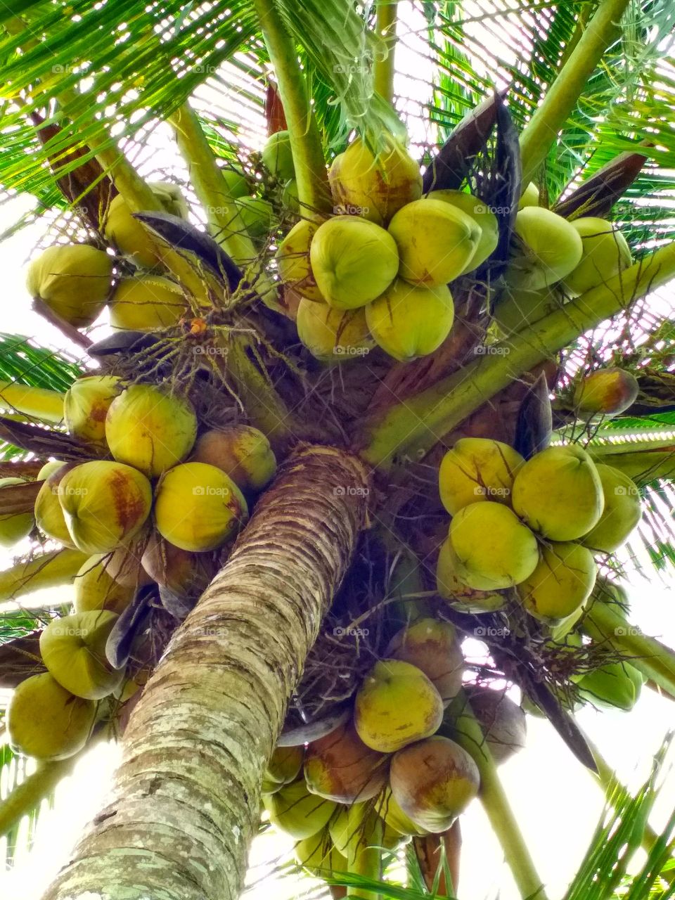 Coconut full tree