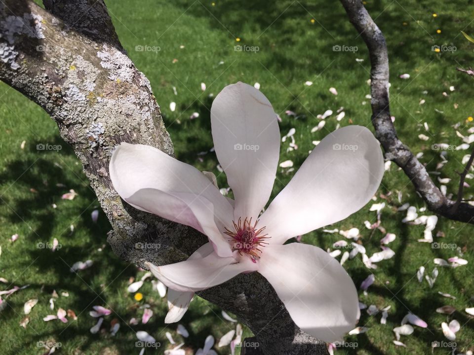 Magnolia
