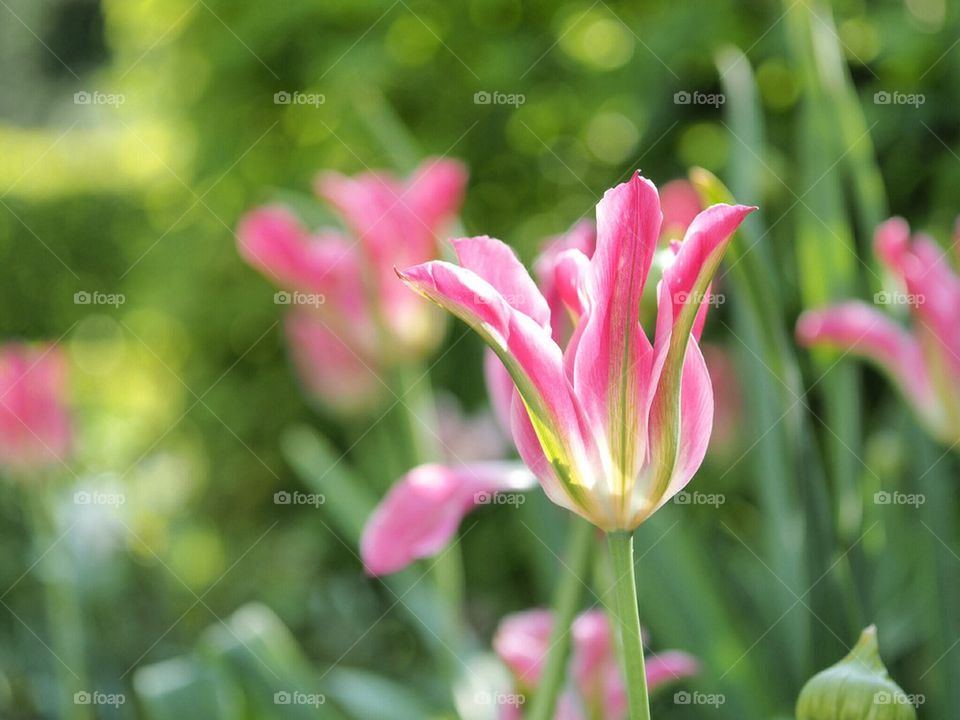 Close-up of pink flower