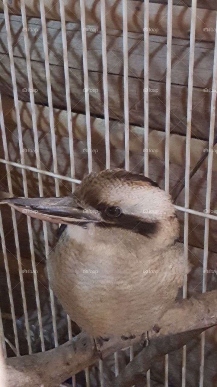 laugh kookaburra laugh