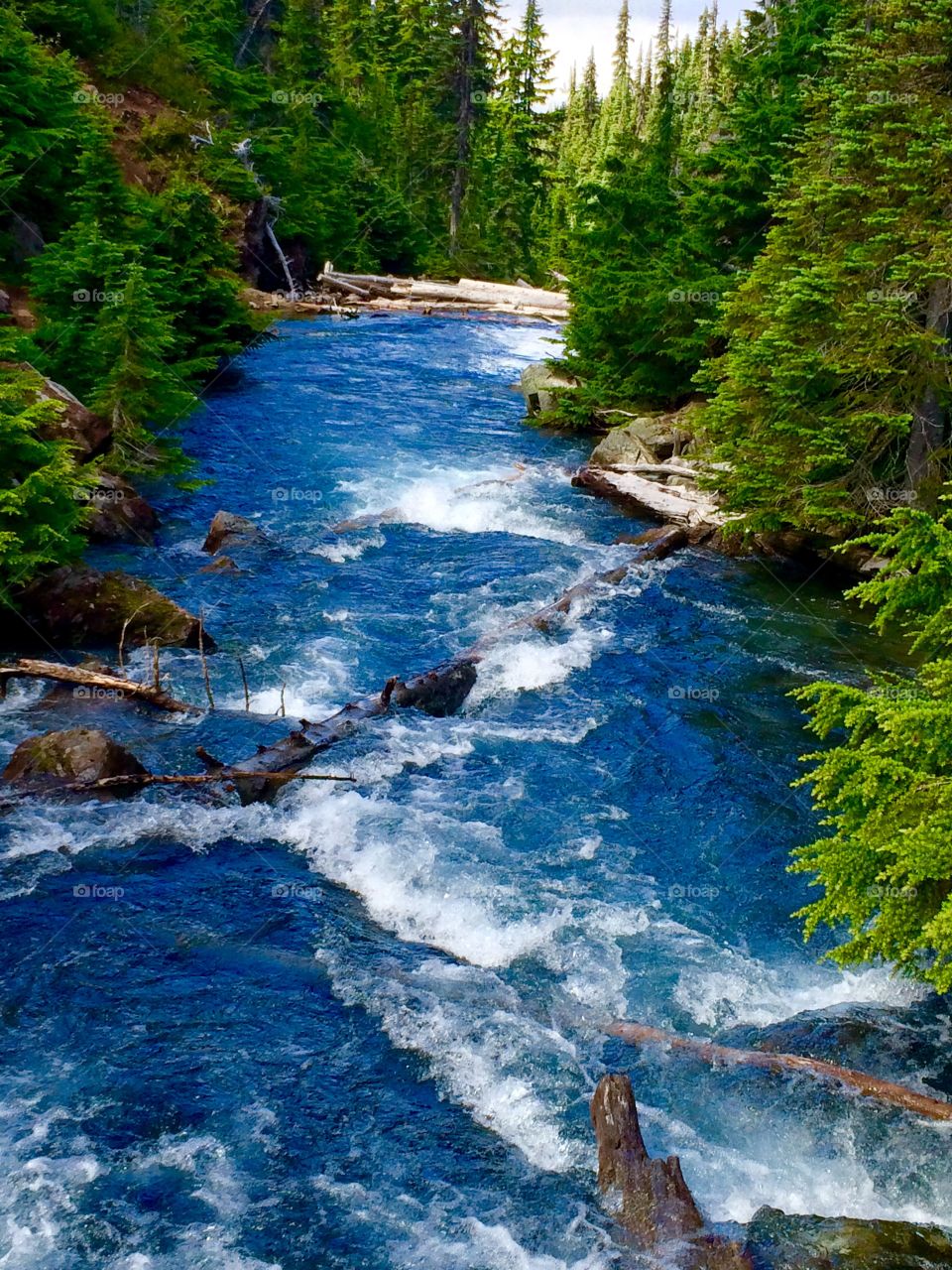 Stream flowing through woodland