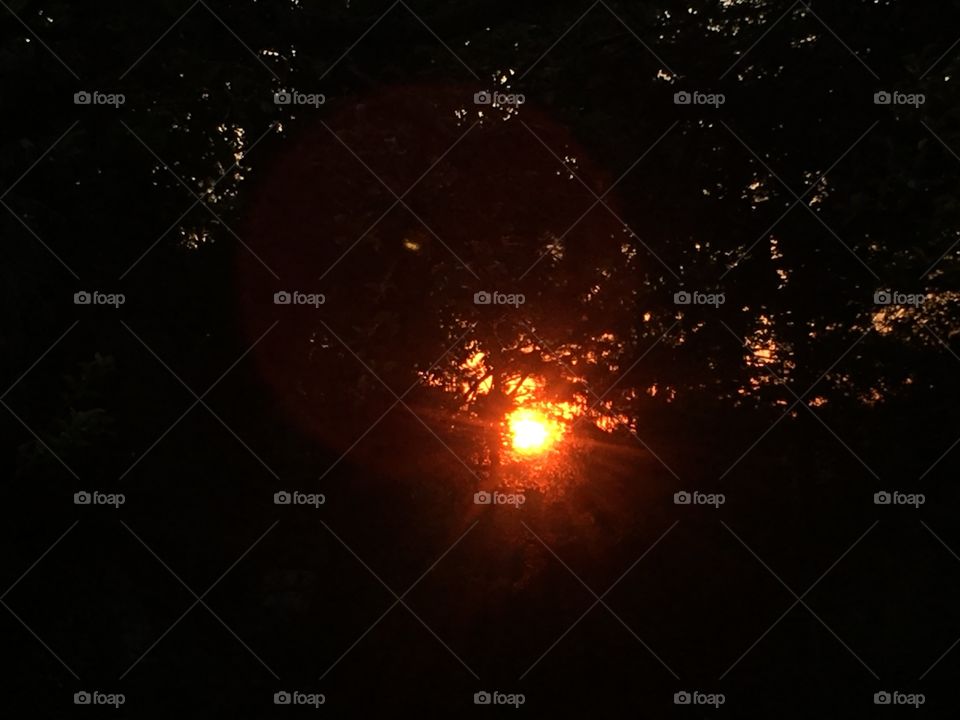 Sunset through trees