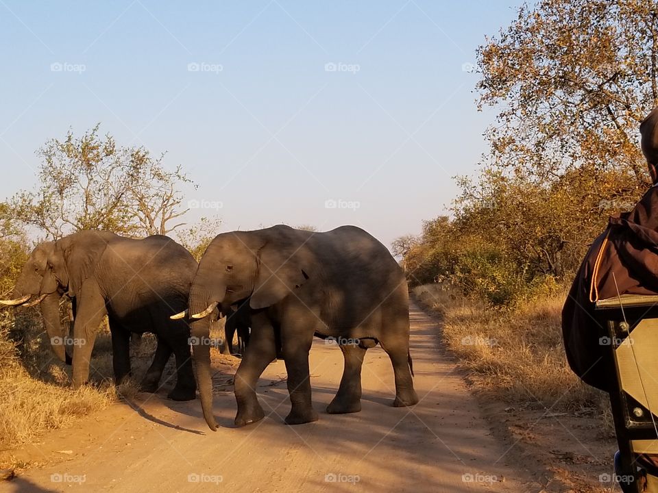 Just an elephant crossing the path
