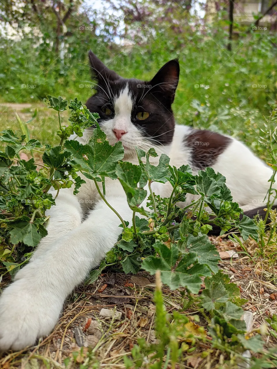 stray cat
