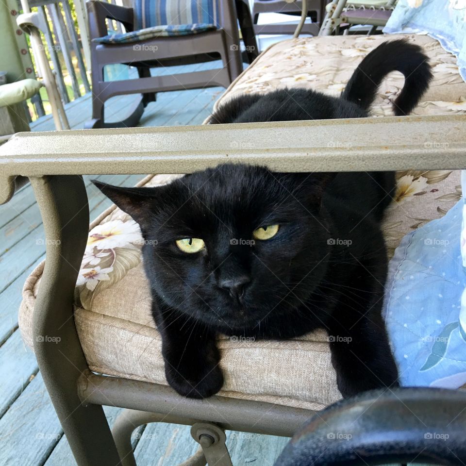 Black cat Velvet, coming to me for attention!