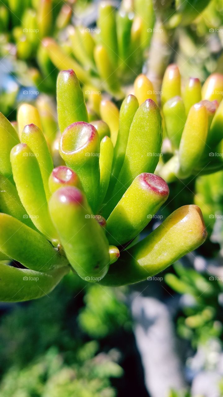 Green finger plant