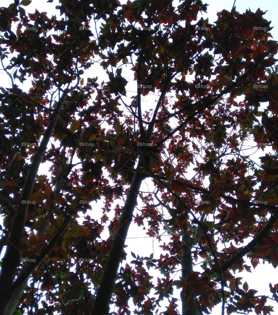 Any time a plant is referred to as tender, you might want to consider growing it as a houseplant!!!