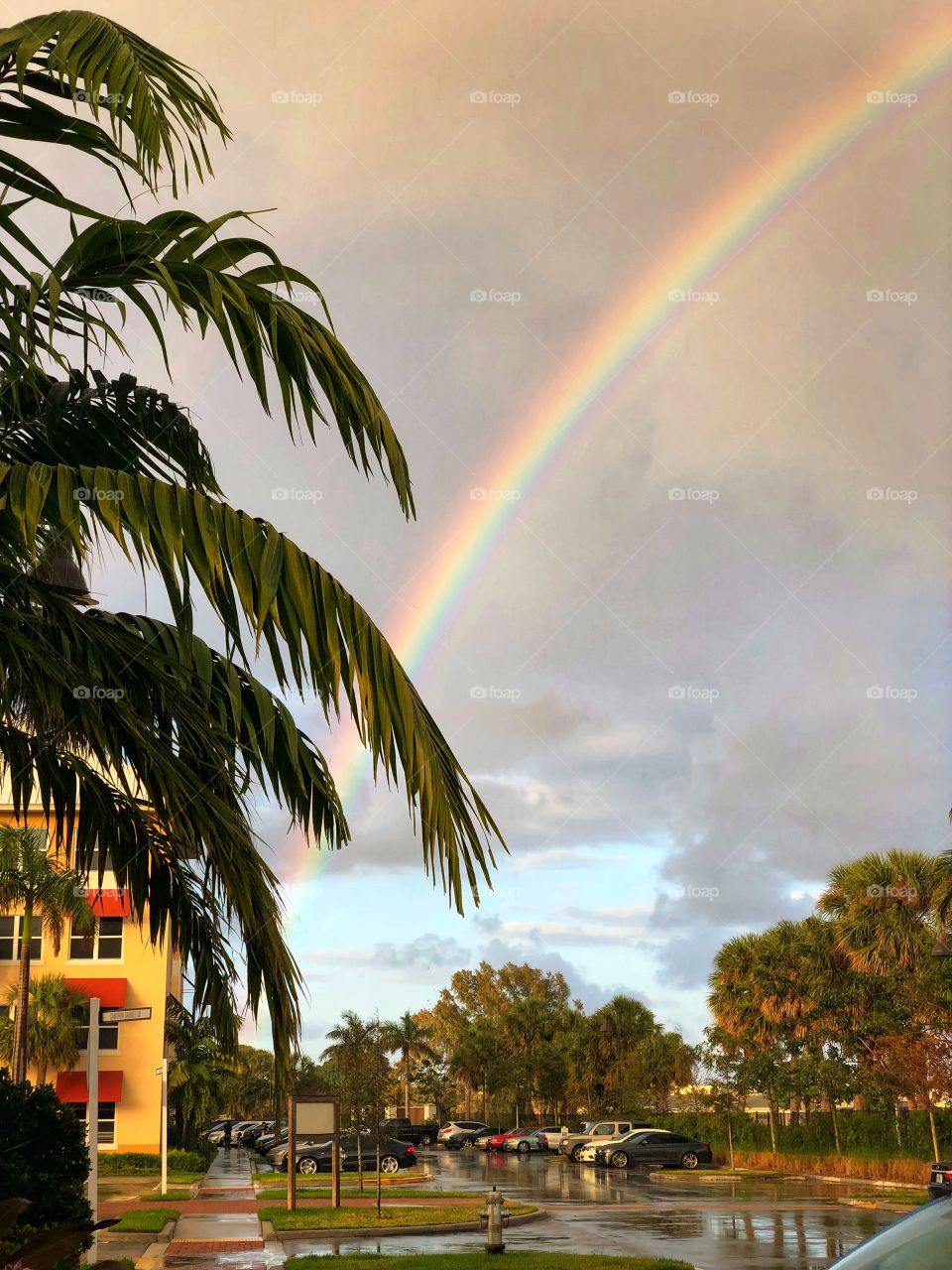 Palm Tree Rainbow