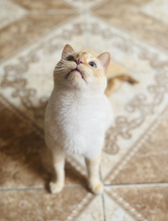 A playful cat 
