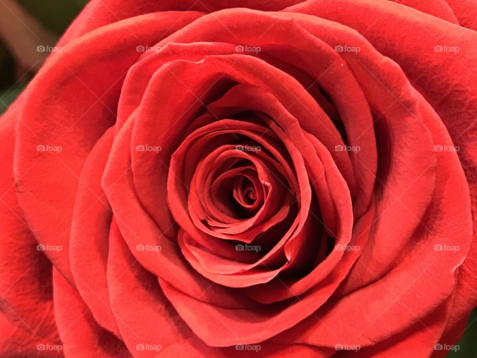 Red rose
