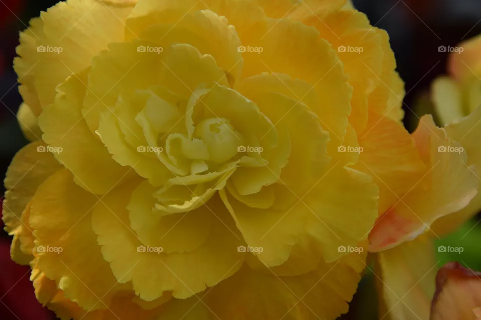 yellow flowerhead