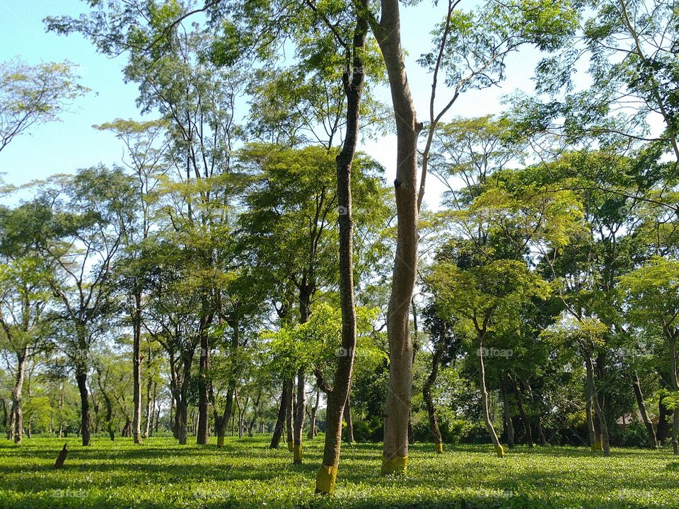 Tea state of Assam .. assams tea is the best tea in the world 
many other trees t the tea state..these trees are  for giving shadow to the small tea plants