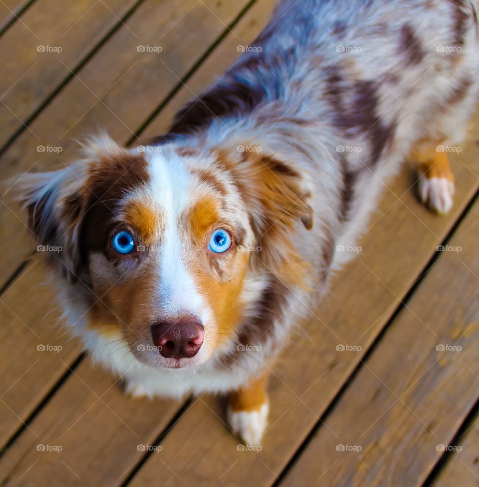 Dog standing on wooden table