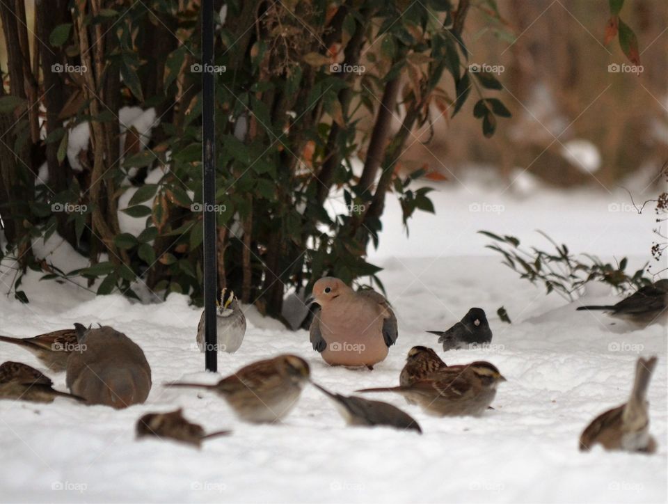 birds in snow