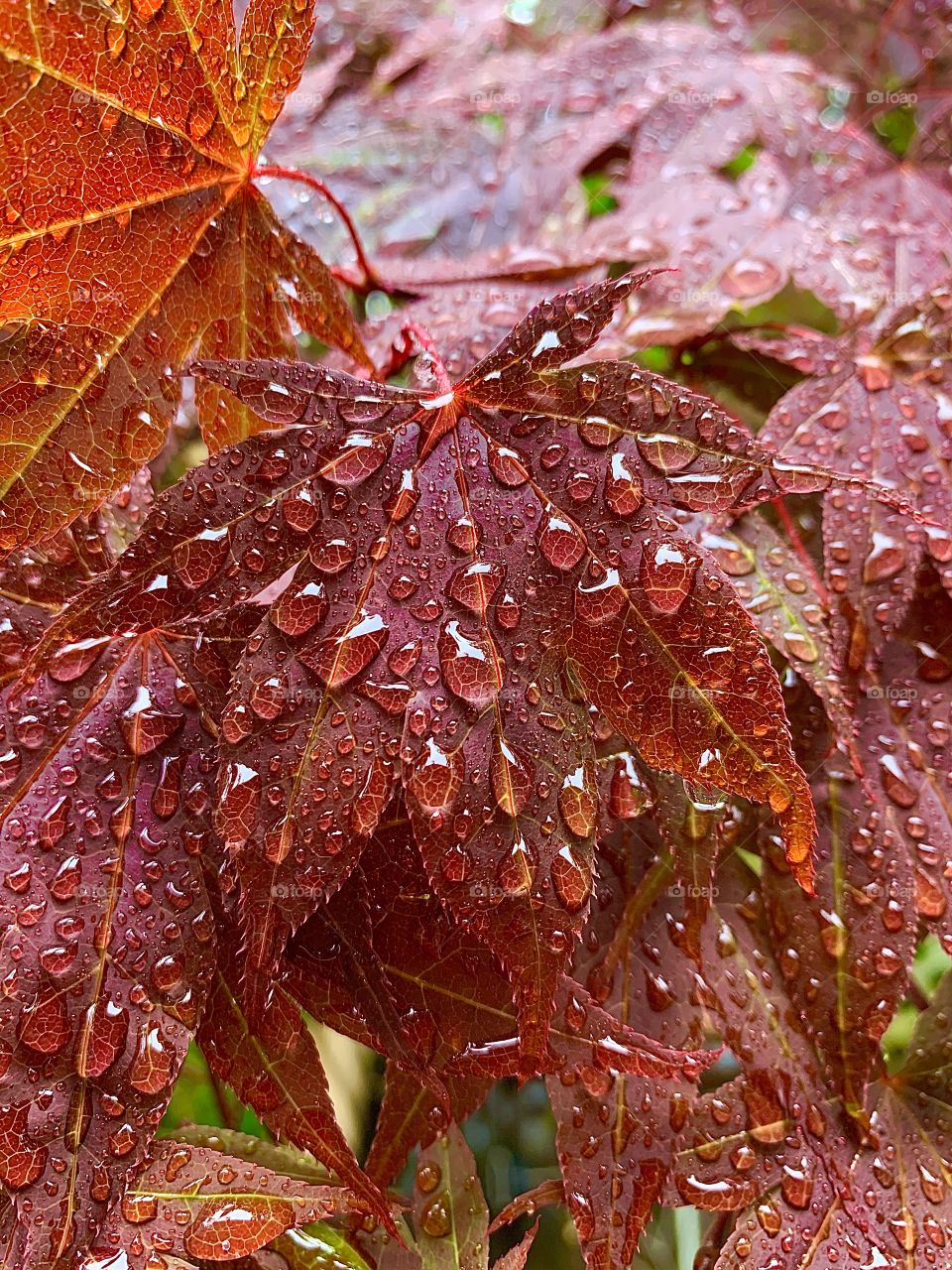 Raindrops on Maple Leaf
