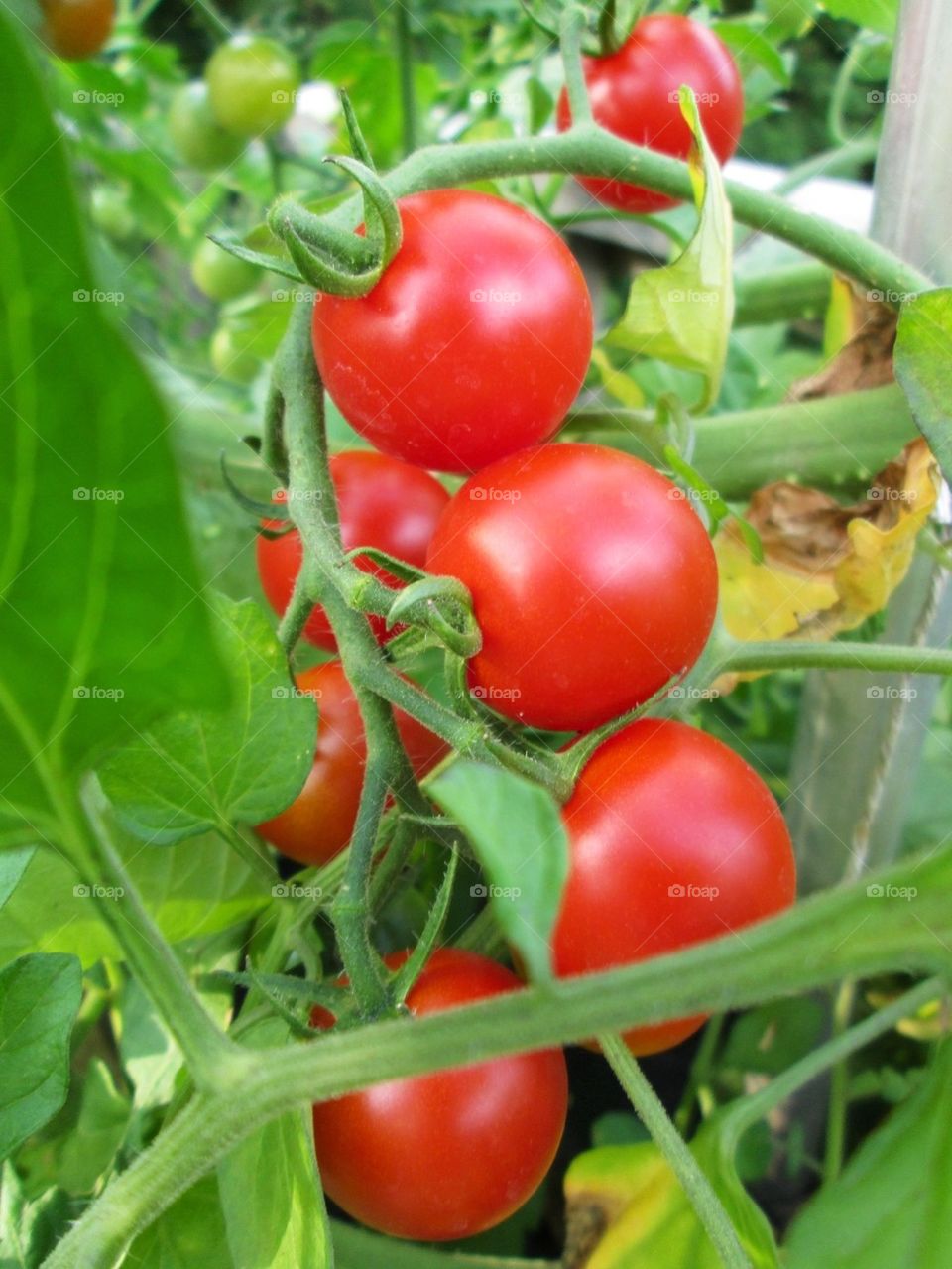 Tomatoes everywhere!