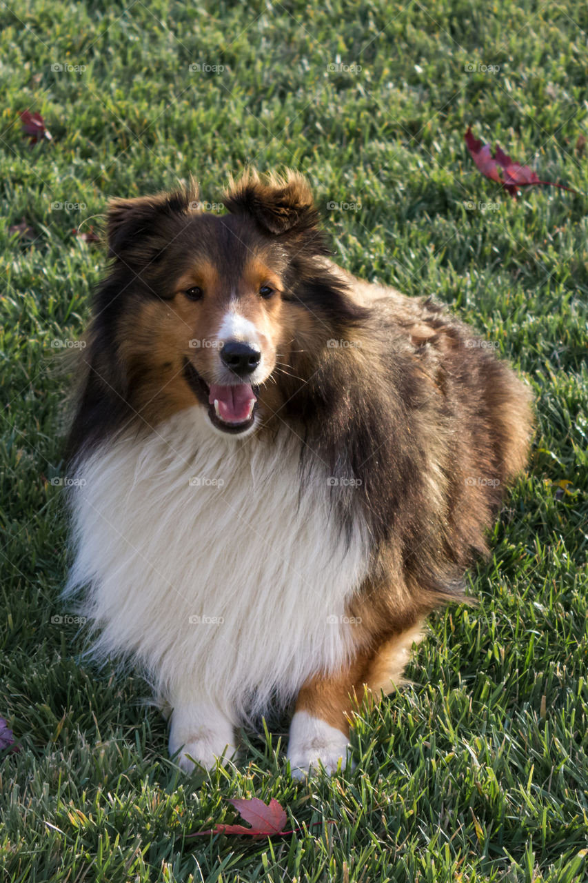Sheltie in the sun