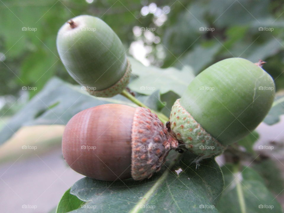 acorns oak