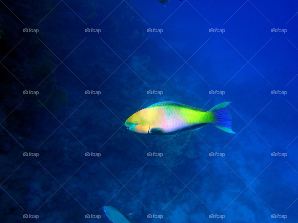 blue fish sea egypt by markfoapp