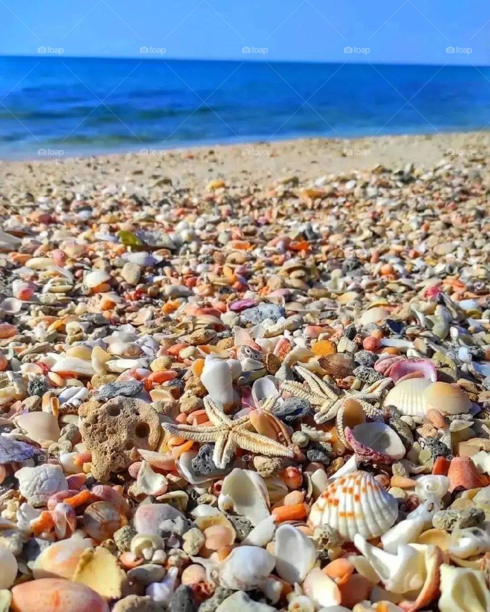 A beach full of beautiful, colorful shells