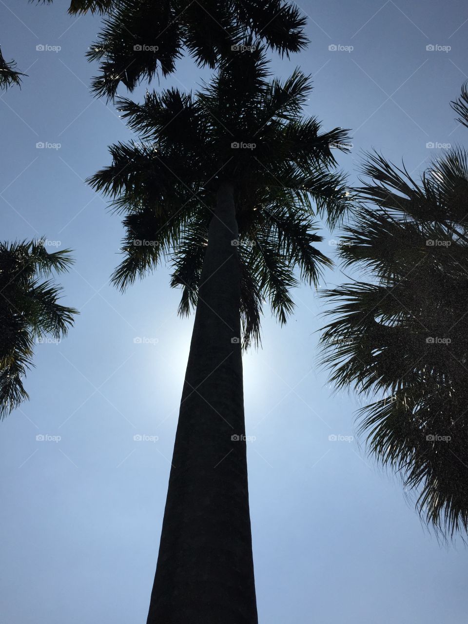 Palm trees 🌲 and sun rays , silhouette 