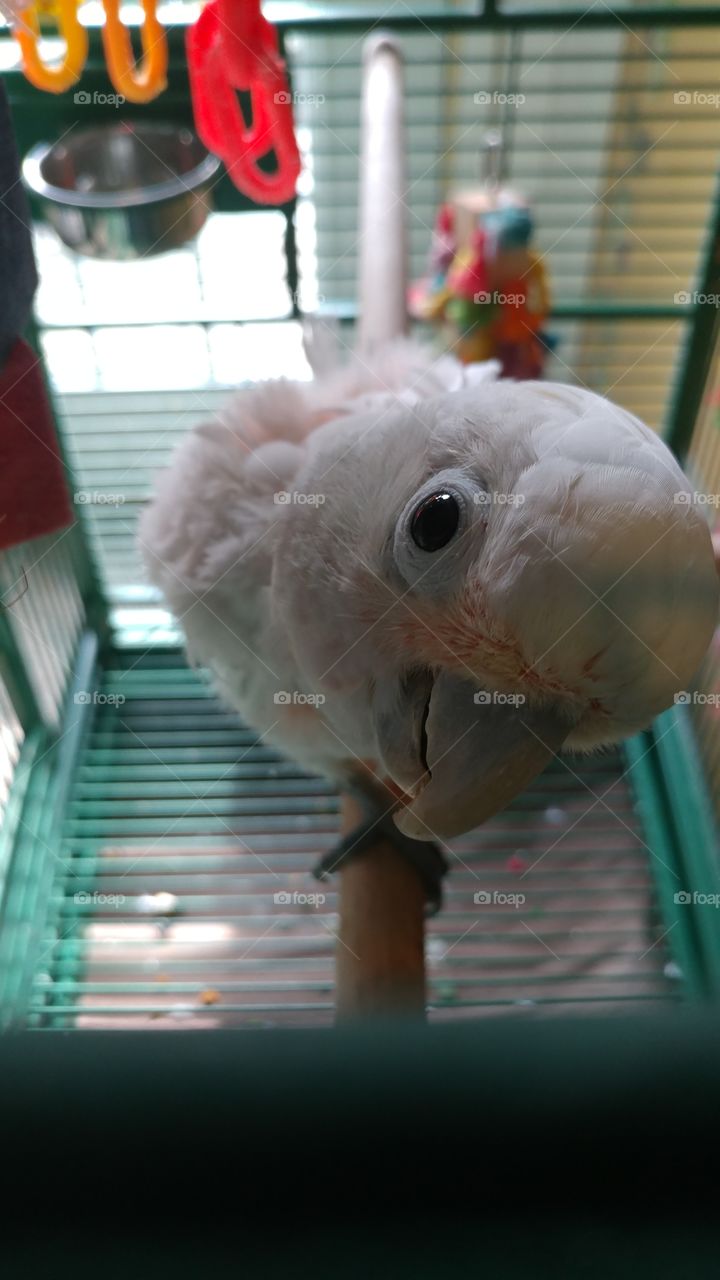 cocky pink parrot