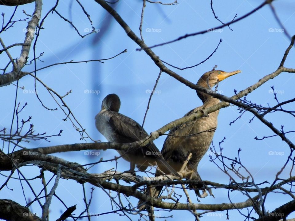 Pair of Cormorant Water birds perched in tree 